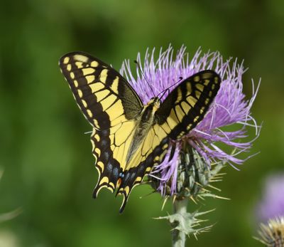 Oregon Swallowtail: Papilio machaon