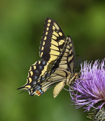 Oregon Swallowtail: Papilio machaon