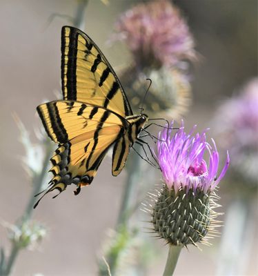 Two-tailed Tiger Swallowtail: Papilio multicaudatus