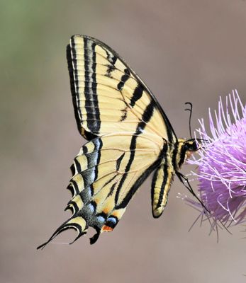 Swallowtail, Two-tailed Tiger
