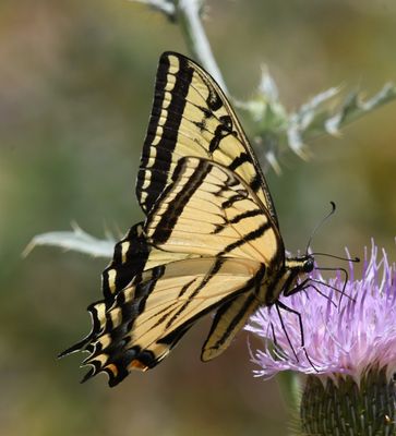 Two-tailed Tiger Swallowtail: Papilio multicaudatus