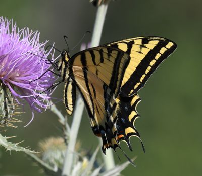 Two-tailed Tiger Swallowtail: Papilio multicaudatus