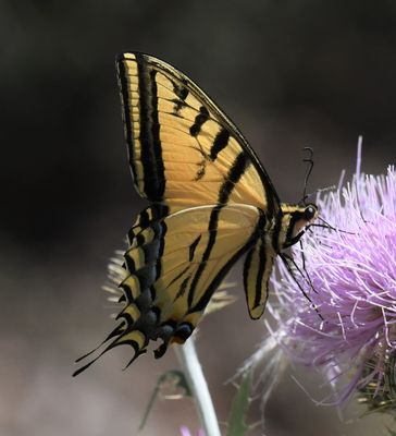 Two-tailed Tiger Swallowtail: Papilio multicaudatus