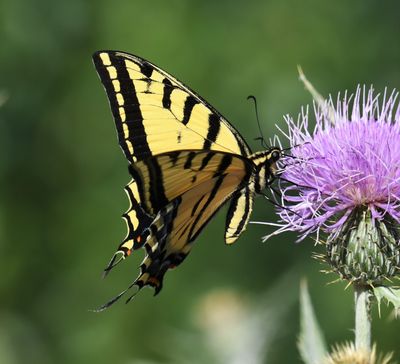 Two-tailed Tiger Swallowtail: Papilio multicaudatus