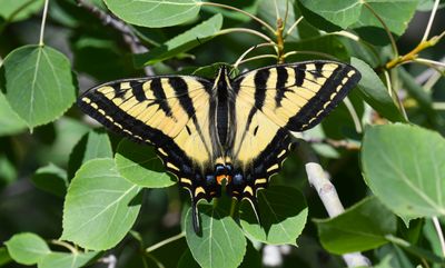 Western Tiger Swallowtail: Papilio rutulus