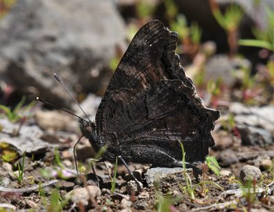 California Tortoiseshell: Nymphalis californica