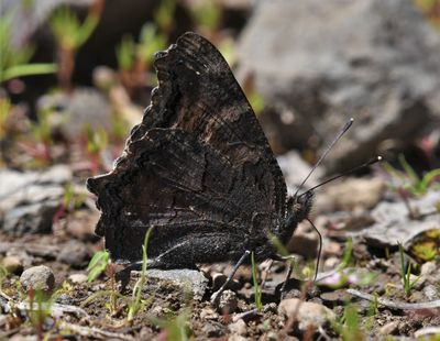 California Tortoiseshell: Nymphalis californica
