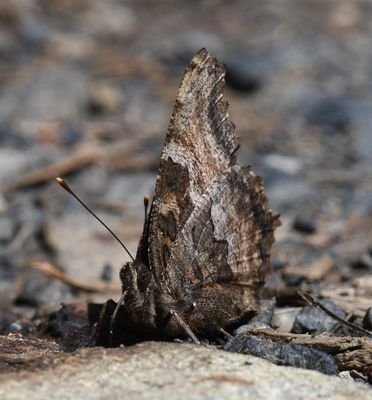 California Tortoiseshell: Nymphalis californica