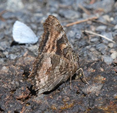 California Tortoiseshell: Nymphalis californica