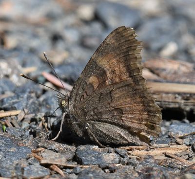 California Tortoiseshell: Nymphalis californica