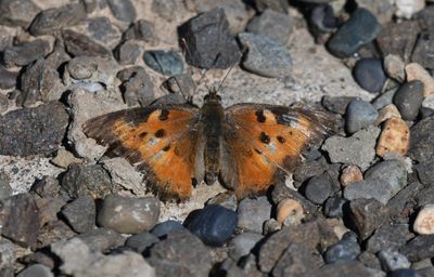 California Tortoiseshell: Nymphalis californica