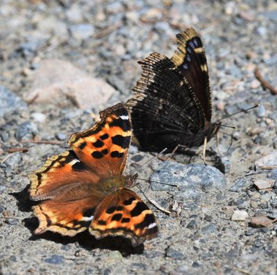 Compton Tortoiseshell: Nymphalis l-album