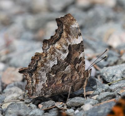 Compton Tortoiseshell: Nymphalis l-album