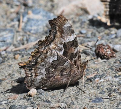 Compton Tortoiseshell: Nymphalis l-album