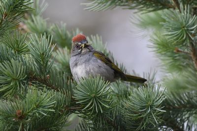 Green-tailed Towhee