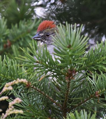 Green-tailed Towhee