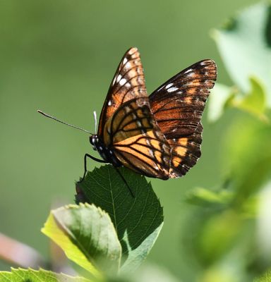 Vicequin: Viceroy x Lorquin's Admiral