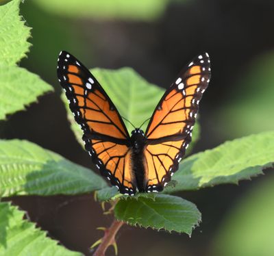 Viceroy: Limenitis archippus