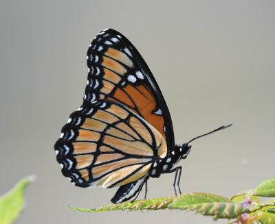 Viceroy: Limenitis archippus