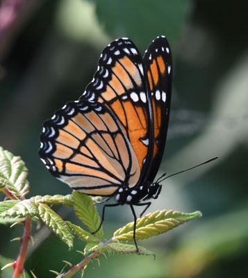 Viceroy: Limenitis archippus