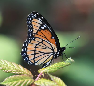 Viceroy: Limenitis archippus