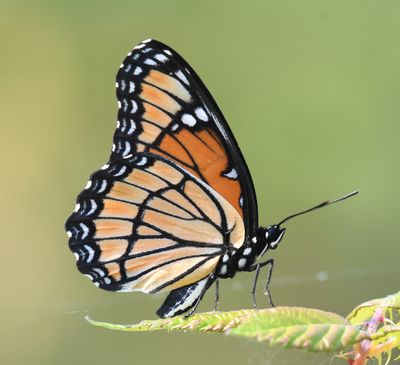 Viceroy: Limenitis archippus