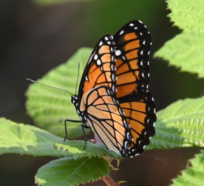 Viceroy: Limenitis archippus