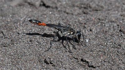 Wasp
