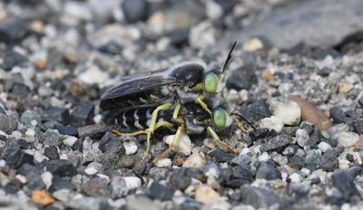 Sand Wasp sp.