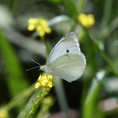 Cabbage White: Pieris rapae