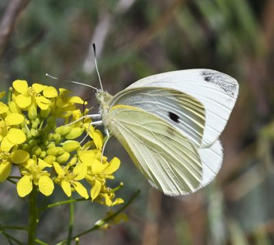 Cabbage White: Pieris rapae