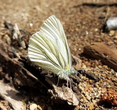 Margined White: Pieris marginalis