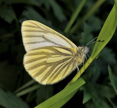 Margined White: Pieris marginalis