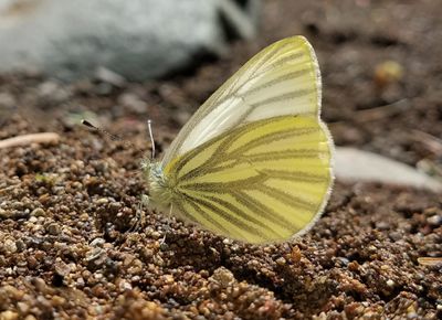 Margined White: Pieris marginalis