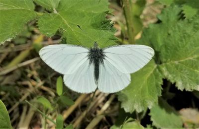 Margined White: Pieris marginalis