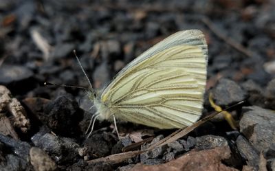 Margined White: Pieris marginalis