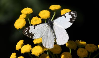 Pine White: Neophasia menapia