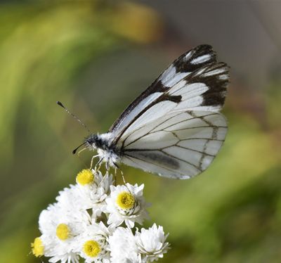 Pine White: Neophasia menapia