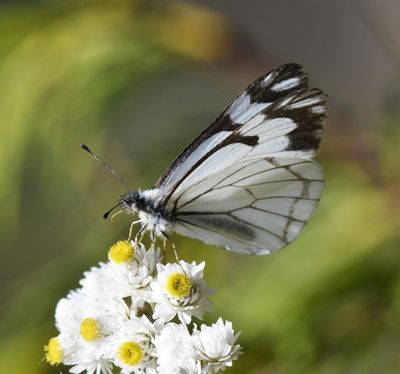 Pine White: Neophasia menapia