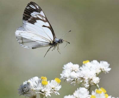 Pine White: Neophasia menapia