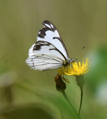 Pine White: Neophasia menapia