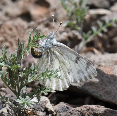 Spring White: Pontia sisymbrii