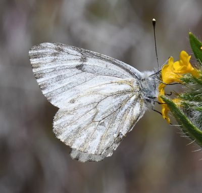 Spring White: Pontia sisymbrii