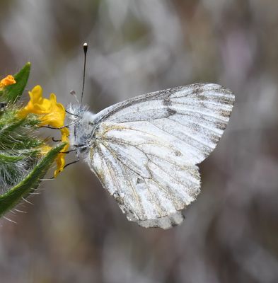 Spring White: Pontia sisymbrii