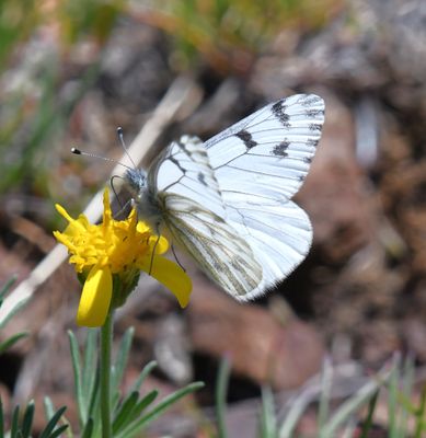 Spring White: Pontia sisymbrii