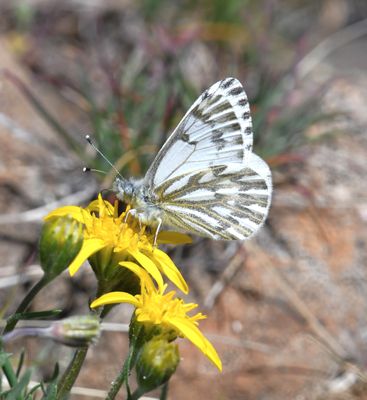 Spring White: Pontia sisymbrii