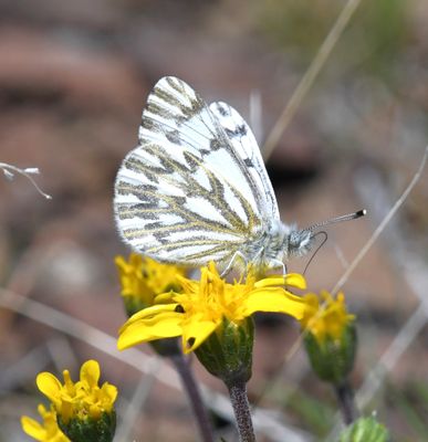 Spring White: Pontia sisymbrii