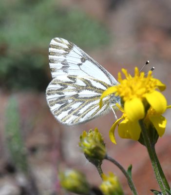 Spring White: Pontia sisymbrii
