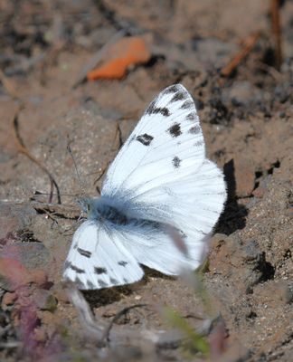 Western White: Pontia occidentalis