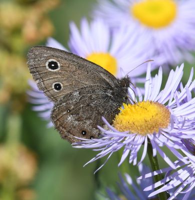 Dark Wood Nymph: Cercyonis oetus